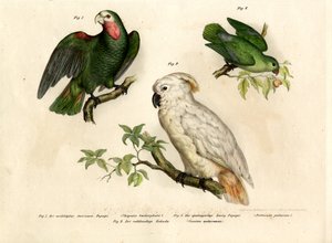 Loro de cabeza blanca, 1864 de German School
